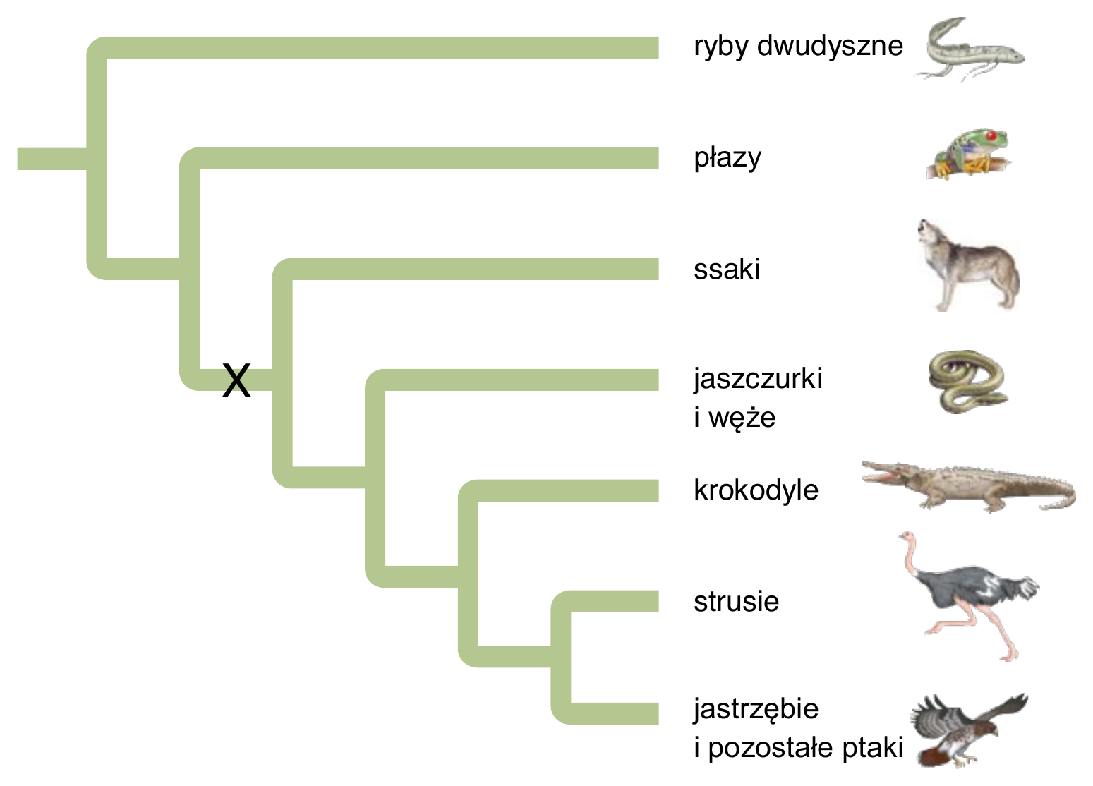 Biologia R, matura 2024 CKE (maj) — Zadanie 10 (drzewo filogenetyczne kręgowców) · Arkusz CKE maj 2024; podpis: „Na podstawie: N.A. Campbell, Biologia, Poznań 2014" · CKE · dozwolony użytek (art. 27 pr. aut.)