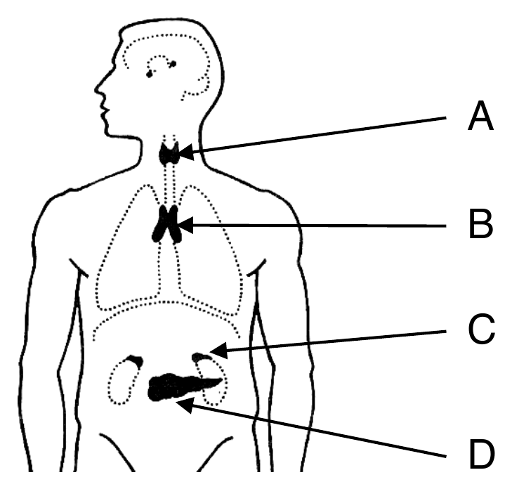 Biologia R, matura 2024 CKE (maj) — Zadanie 11 (gruczoły dokrewne A–D) · Arkusz CKE maj 2024; podpis: „Na podstawie: J. Chlebińska, Anatomia i fizjologia człowieka, Warszawa 1981" · CKE · dozwolony użytek (art. 27 pr. aut.)