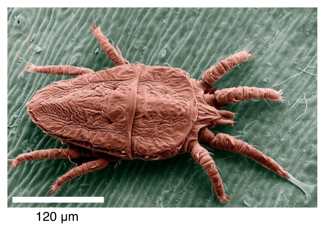 Biologia R, matura 2024 CKE (maj) — Zadanie 14 (SEM Brevipalpus phoenicis) · Arkusz CKE maj 2024; podpis: „Na podstawie: C. Błaszak (red.), Zoologia. Stawonogi, Warszawa 2013. Fotografia: Agricultural Research Service, USDA" · CKE · dozwolony użytek (art. 27 pr. aut.)