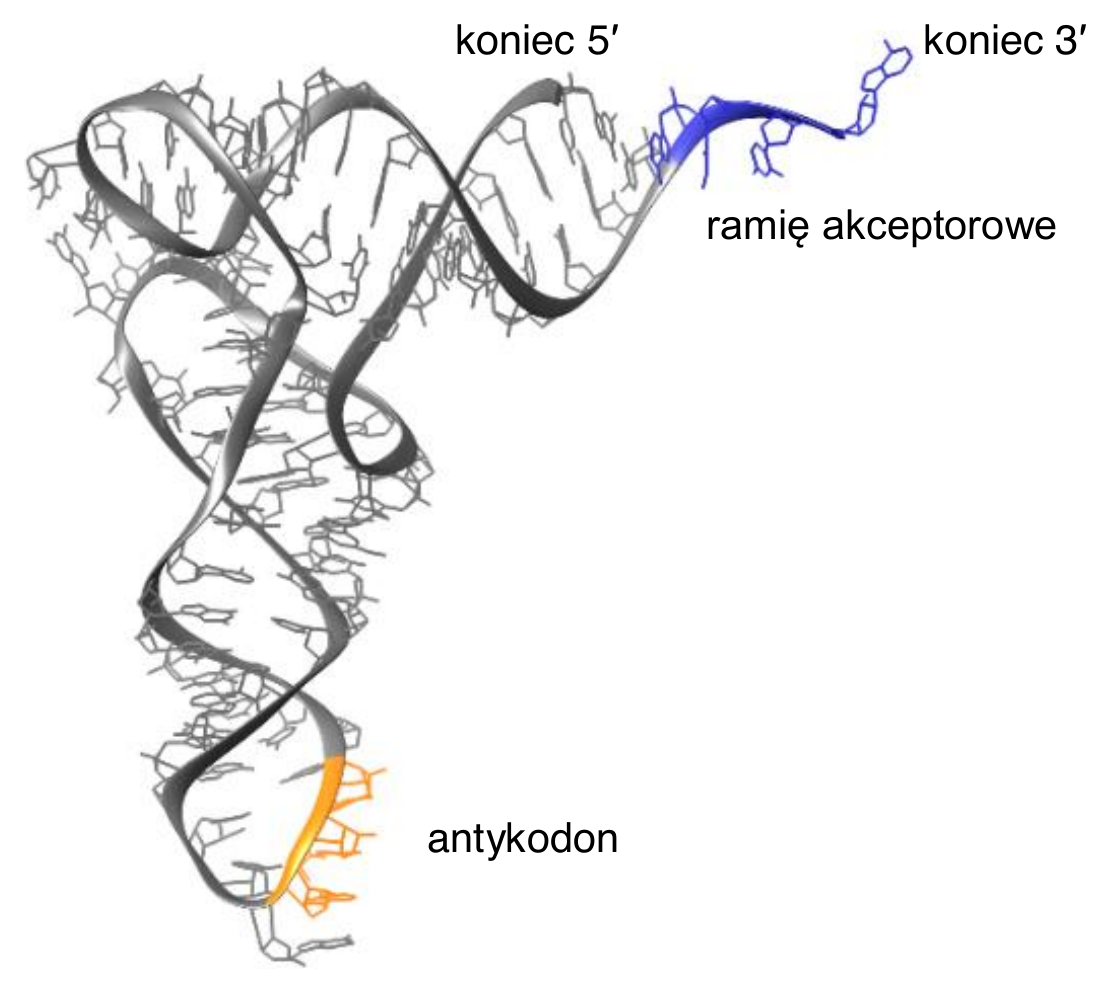 Biologia R, matura 2024 CKE (maj) — Zadanie 17 (budowa tRNA) · Arkusz CKE maj 2024; podpis: „Na podstawie: pdb101.rcsb.org" · CKE · dozwolony użytek (art. 27 pr. aut.)