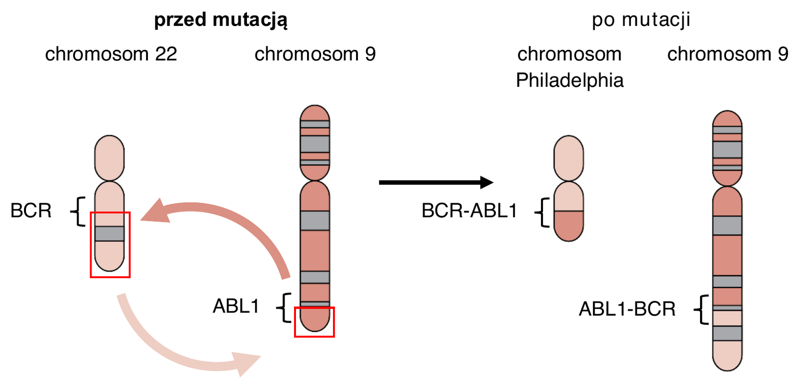 Biologia R, matura 2024 CKE (maj) — Zadanie 19 (chromosom Philadelphia / BCR-ABL1) · Arkusz CKE maj 2024; podpis: „Na podstawie: J. Żołnierowicz i in., Patogeneza przewlekłej białaczki szpikowej…, „Hematologia” 1(3), 2010" · CKE · dozwolony użytek (art. 27 pr. aut.)