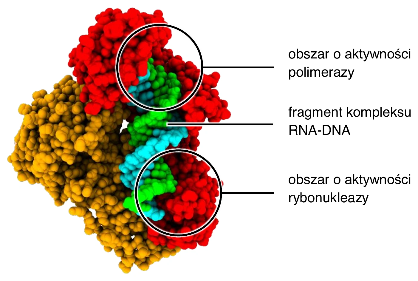 Biologia R, matura 2024 CKE (maj, MBIP-R0_100) — Zadanie 2 (odwrotna transkryptaza HIV) · Arkusz CKE maj 2024; podpis: „Na podstawie: pdb101.rcsb.org" · CKE · dozwolony użytek (art. 27 pr. aut.)