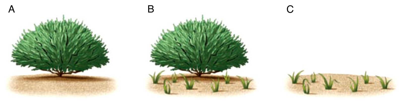 Biologia R, matura 2024 CKE (maj) — Zadanie 21 (poletka A/B/C — Ambrosia dumosa) · Arkusz CKE maj 2024; podpis: „Na podstawie: C.J. Krebs, Ecology…, Harlow 2014" · CKE · dozwolony użytek (art. 27 pr. aut.)
