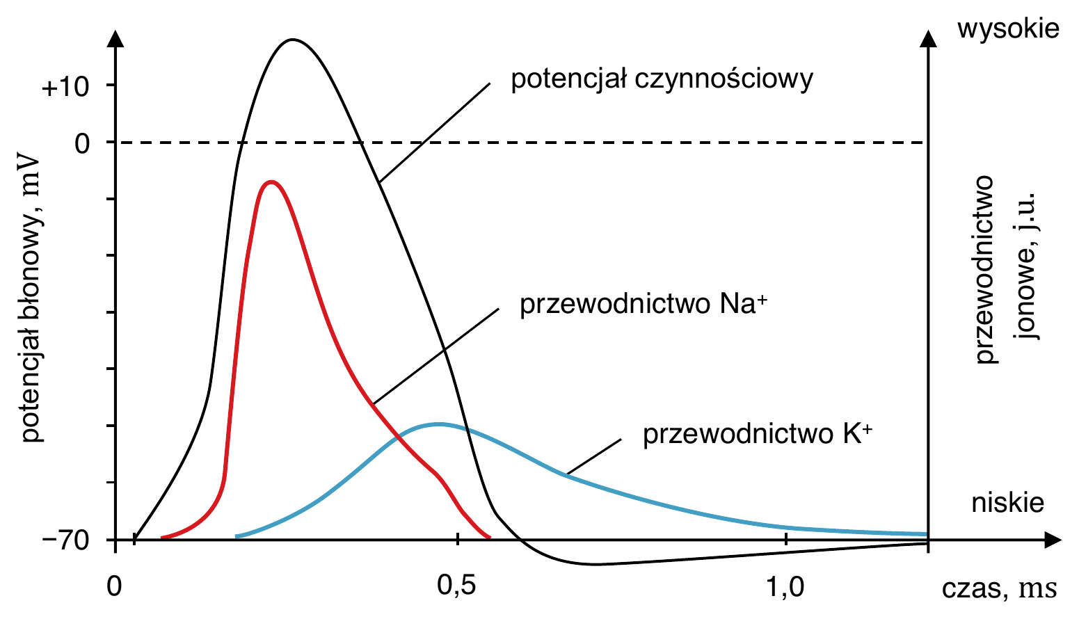 Biologia R, matura 2024 CKE (maj) — Zadanie 4 (wykres potencjału czynnościowego) · Arkusz CKE maj 2024; podpis: „Na podstawie: S. Konturek (red.), Atlas fizjologii człowieka Nettera, Wrocław 2005" · CKE · dozwolony użytek (art. 27 pr. aut.)