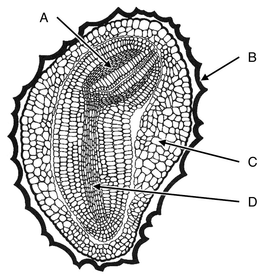 Biologia R, matura 2024 CKE (maj) — Zadanie 7 (przekrój nasiona tytoniu, A–D) · Arkusz CKE maj 2024; podpis: „Na podstawie: www.seedbiology.de/structure.asp; Z. Podbielkowski, Rozmnażanie się roślin, Warszawa 1972" · CKE · dozwolony użytek (art. 27 pr. aut.)