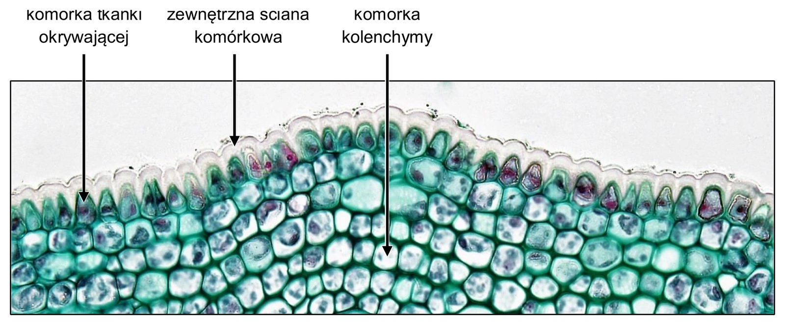 Biologia R, matura 2024 CKE (maj) — Zadanie 9 (przekrój łodygi lipy / kolenchyma) · Arkusz CKE maj 2024; podpis: „Fotografia: A. Fayette, M.S. Reynolds, Berkshire Community College Bioscience Image Library" · CKE · dozwolony użytek (art. 27 pr. aut.)