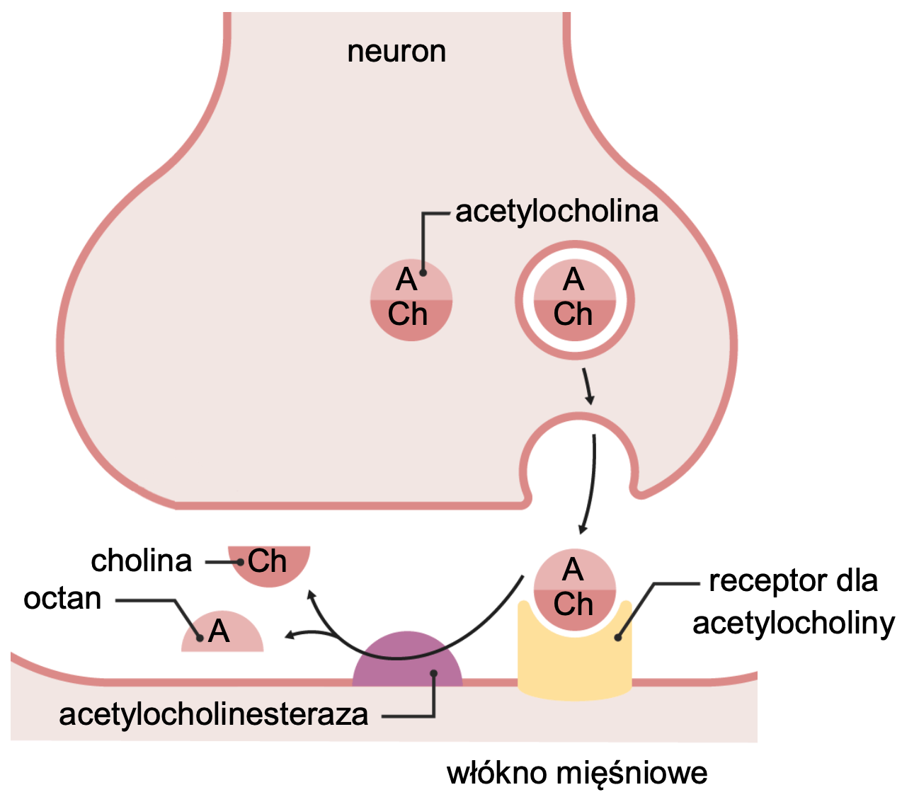 Biologia, poziom rozszerzony, matura 2025 CKE — Zadanie 10 (neurotoksyny) · Arkusz CKE 2025 (biologia R); podpis w arkuszu: „Na podstawie: D.U. Silverthorn, Fizjologia człowieka. Zintegrowane podejście, Warszawa 2018; A. Sierosławska, Anatoksyna-a…, „Kosmos” 61(3), 2012. Schemat: Lecturio GmbH (www.lecturio.com)" · CKE · dozwolony użytek (art. 27 pr. aut.)