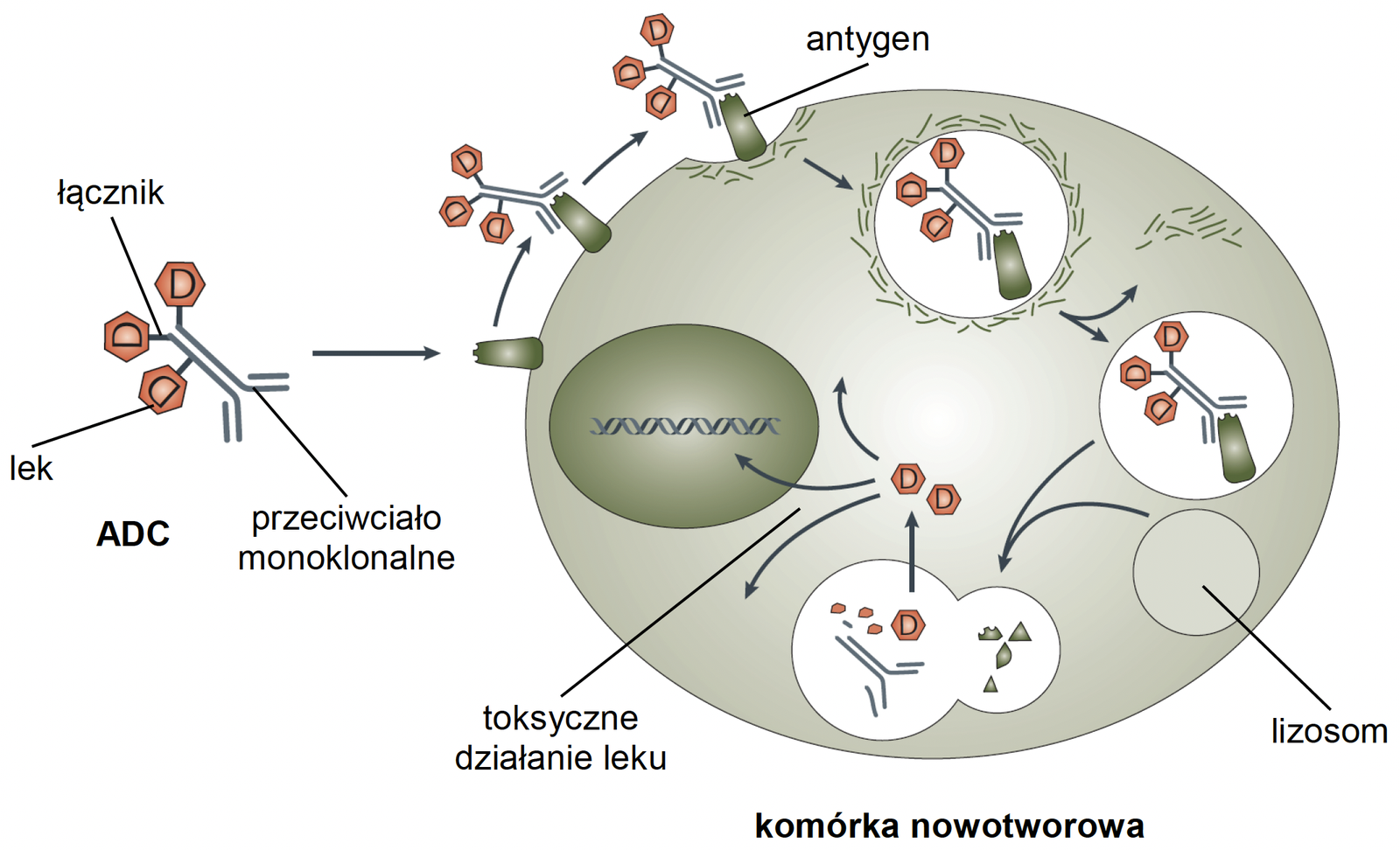Biologia, poziom rozszerzony, matura 2025 CKE — Zadanie 13 (ADC) · Arkusz CKE 2025 (biologia R); podpis w arkuszu: „Na podstawie: C. Peters i S. Brown, Antibody–Drug Conjugates…, „Bioscience Reports” 35(4), 2015; P.J. Wysocki, Mechanizmy działania przeciwciał monoklonalnych…, „Onkologia w Praktyce Klinicznej” 10(4), 2014; D. Schrama i in., Antibody Targeted Drugs…, „Nature Reviews Drug Discovery” 5(2), 2006" · CKE · dozwolony użytek (art. 27 pr. aut.)