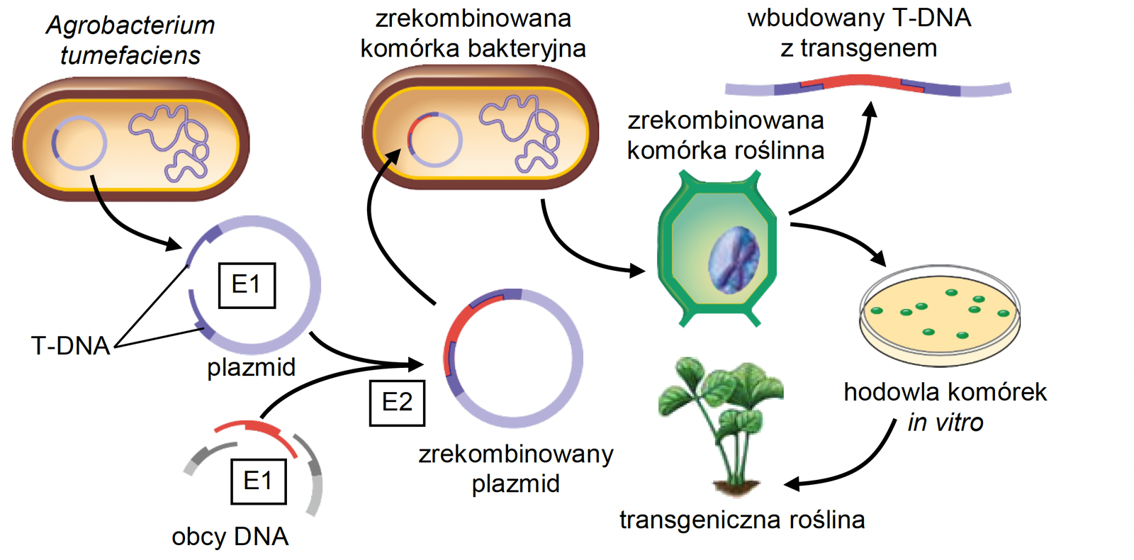 Biologia, poziom rozszerzony, matura 2025 CKE — Zadanie 14 (rośliny transgeniczne) · Arkusz CKE 2025 (biologia R); podpis w arkuszu: „Na podstawie: G.J. Tortora i in., Microbiology: An Introduction, Harlow 2021" · CKE · dozwolony użytek (art. 27 pr. aut.)