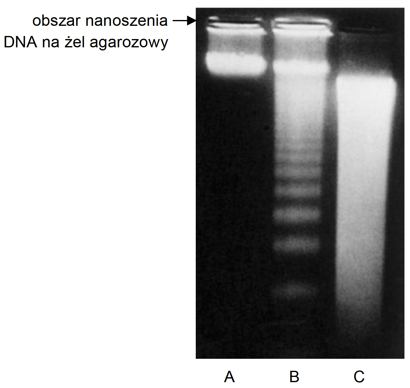Biologia, poziom rozszerzony, matura 2025 CKE — Zadanie 15 (elektroforeza DNA) · Arkusz CKE 2025 (biologia R); podpis w arkuszu: „Na podstawie: M. Zabel i J. Kawiak, Seminaria z cytofizjologii…, Wrocław 2021. Fotografia: L.D. Tomei i F.O. Cope (red.), Apoptosis: the Molecular Basis of Cell Death, Plainview 1991" · CKE · dozwolony użytek (art. 27 pr. aut.)