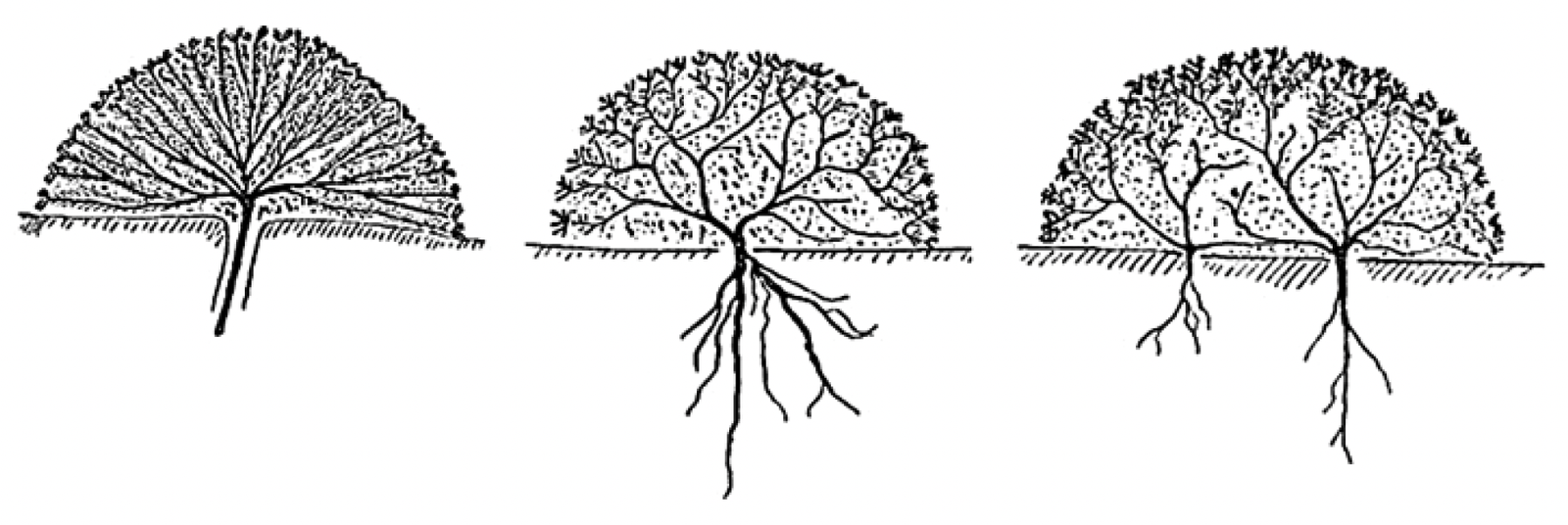 Biologia, poziom rozszerzony, matura 2025 CKE — Zadanie 18 (rośliny poduszkowe) · Arkusz CKE 2025 (biologia R); podpis w arkuszu: „Schematy: H. Hauri, Review: Ecology of Cushion Plants, „Journal of Ecology” 1(2), 1913" · CKE · dozwolony użytek (art. 27 pr. aut.)