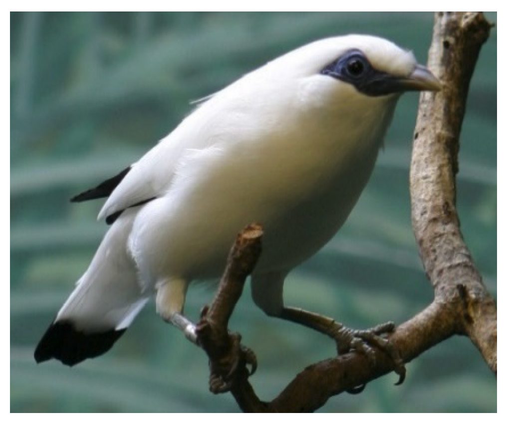 Biologia, poziom rozszerzony, matura 2025 CKE — Zadanie 19 (szpak balijski) · Arkusz CKE 2025 (biologia R); podpis w arkuszu: „Na podstawie: datazone.birdlife.org; gbif.org; S. (Bas) van Balen i in., Status and Distribution of the Endemic Bali Starling Leucopsar rothschildi, „Oryx” 34(3), 2000. Fotografia: Cburnett" · CKE · dozwolony użytek (art. 27 pr. aut.)