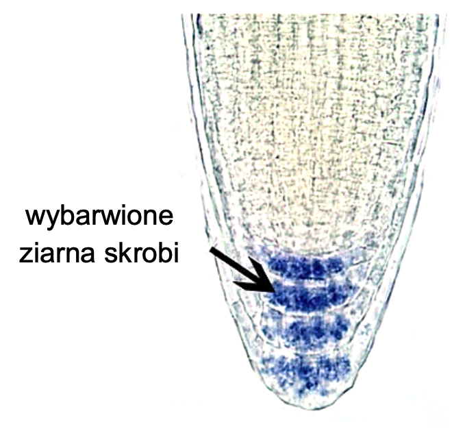 Biologia, poziom rozszerzony, matura 2025 CKE — Zadanie 3 (korzeń / geotropizm) · Arkusz CKE 2025 (biologia R); podpis w arkuszu: „Na podstawie: J. Stanga i in., Studying Starch Content and Sedimentation of Amyloplast Statoliths in Arabidopsis Roots w: R.P. Jarvis (red.), Chloroplast Research in Arabidopsis. Methods and Protocols, Nowy Jork 2011" · CKE · dozwolony użytek (art. 27 pr. aut.)