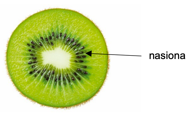 Biologia, poziom rozszerzony, matura 2025 CKE — Zadanie 4 (aktynidaza kiwi) · Arkusz CKE 2025 (biologia R); podpis w arkuszu: „Na podstawie: P. Jedynak, To kiwi cię zadziwi, „Wiedza i Życie” 9, 2022" · CKE · dozwolony użytek (art. 27 pr. aut.)