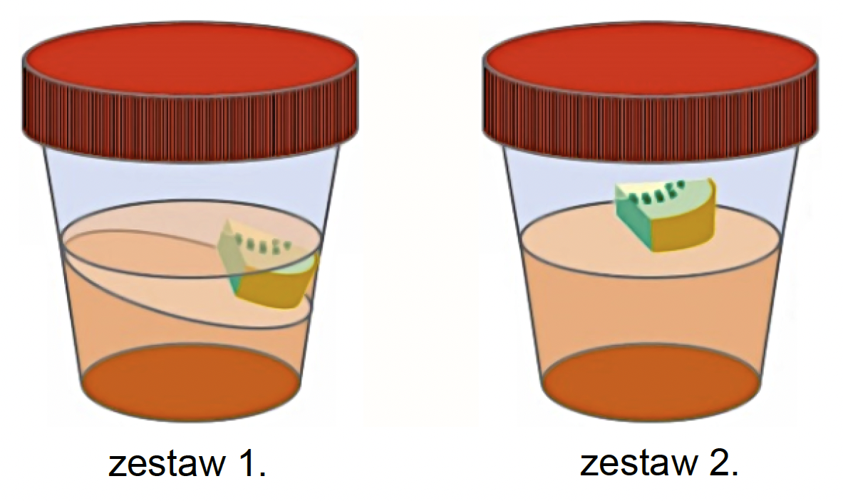 Biologia, poziom rozszerzony, matura 2025 CKE — Zadanie 4 (aktynidaza kiwi) · Arkusz CKE 2025 (biologia R); doświadczenie za: „Na podstawie: P. Jedynak, To kiwi cię zadziwi, „Wiedza i Życie” 9, 2022" · CKE · dozwolony użytek (art. 27 pr. aut.)