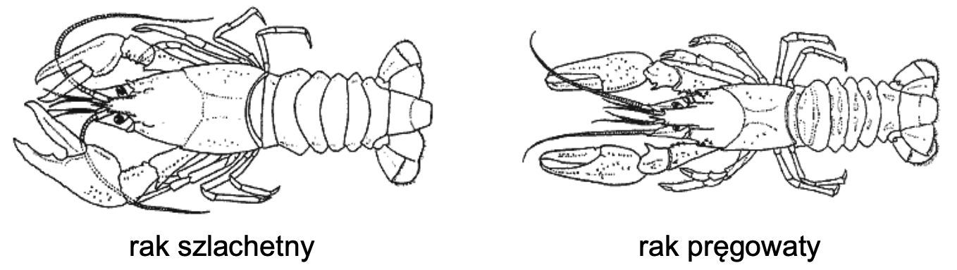 Biologia, poziom rozszerzony, matura 2025 CKE — Zadanie 5 (raki) · Arkusz CKE 2025 (biologia R); podpis w arkuszu: „Na podstawie: J. Mastyński i W. Andrzejewski, Cechy morfometryczne i rozpoznawanie raków występujących w Polsce, Poznań 2001; K.A. Crandall i S. De Grave, An Updated Classification of the Freshwater Crayfishes (Decapoda: Astacidea) of the World, „Journal of Crustacean Biology” 37(5), 2017" · CKE · dozwolony użytek (art. 27 pr. aut.)