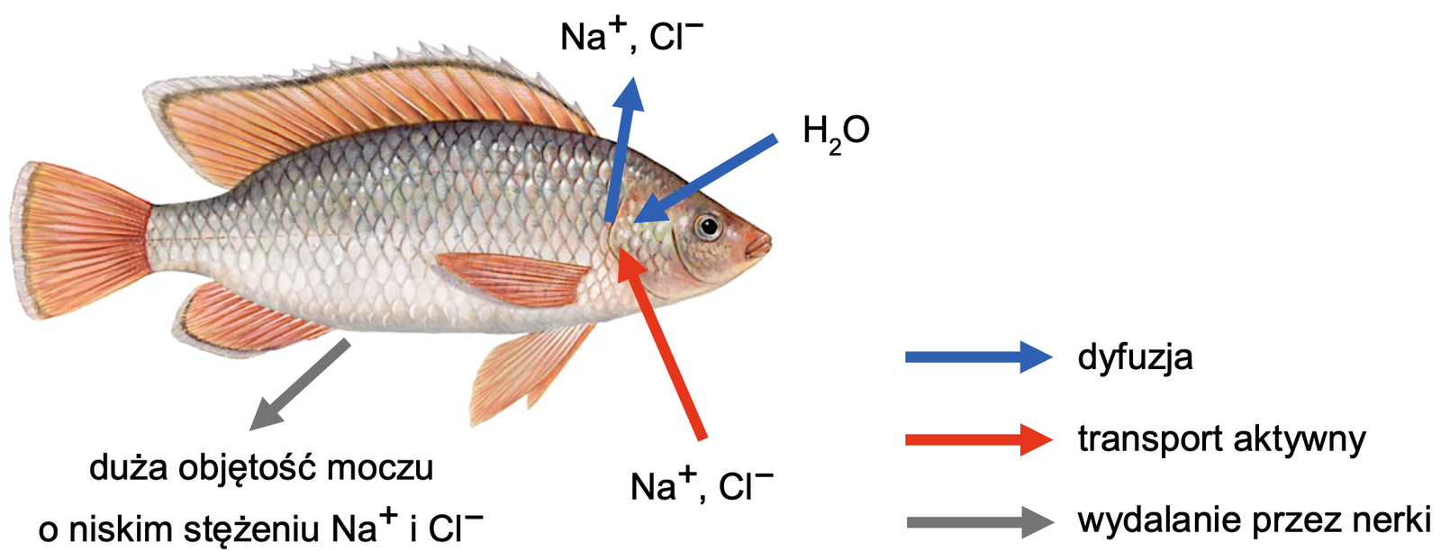 Biologia, poziom rozszerzony, matura 2025 CKE — Zadanie 7 (tilapia) · Arkusz CKE 2025 (biologia R); podpis w arkuszu: „Na podstawie: C. Błaszak (red.), Zoologia. Szkarłupnie – płazy, t. 3, cz. 1, Warszawa 2015; S. Friedman, Ontogeny of the Osmoregulatory Capacity of Teleosts and the Role of Ionocytes, „Frontiers in Marine Science” 7, 2020. Rysunek: Scandinavian Fishing Yearbook" · CKE · dozwolony użytek (art. 27 pr. aut.)