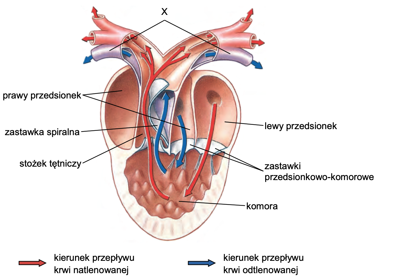Biologia, poziom rozszerzony, matura 2025 CKE — Zadanie 8 (schemat serca kręgowca) · Arkusz CKE 2025 (biologia R); podpis w arkuszu: „Na podstawie: C.P. Hickman Jr. i in., Integrated Principles of Zoology, Nowy Jork 2001" · CKE · dozwolony użytek (art. 27 pr. aut.)
