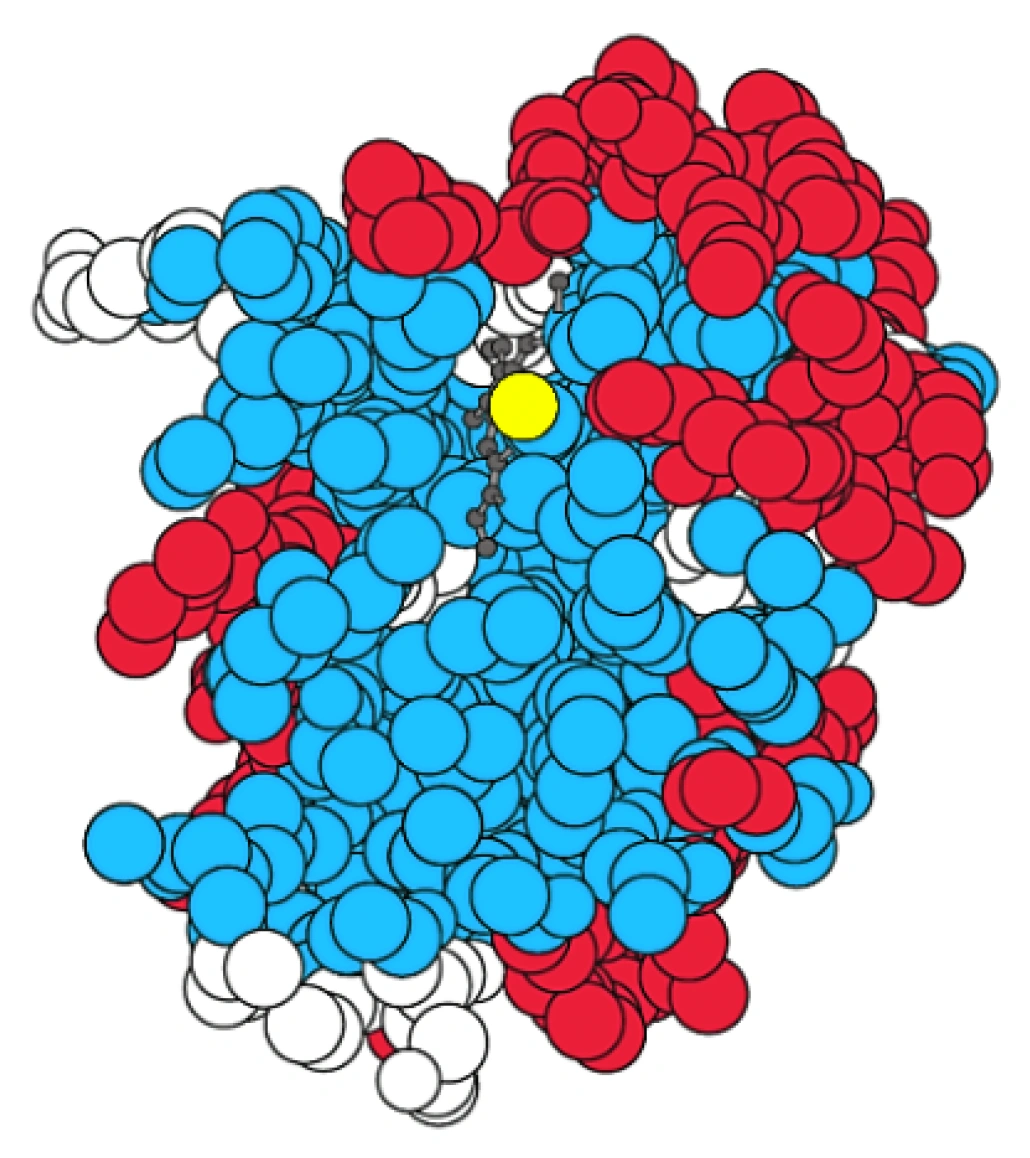 Biologia R, matura 2025 CKE termin dodatkowy (MBIP-R0-100-2506) — Zadanie 1 (mioglobina) · Arkusz CKE 5.06.2025 (biologia R); podpis w arkuszu: „Na podstawie: J.M. Berg i in., Biochemia, Warszawa 2022" · CKE · dozwolony użytek (art. 27 pr. aut.)