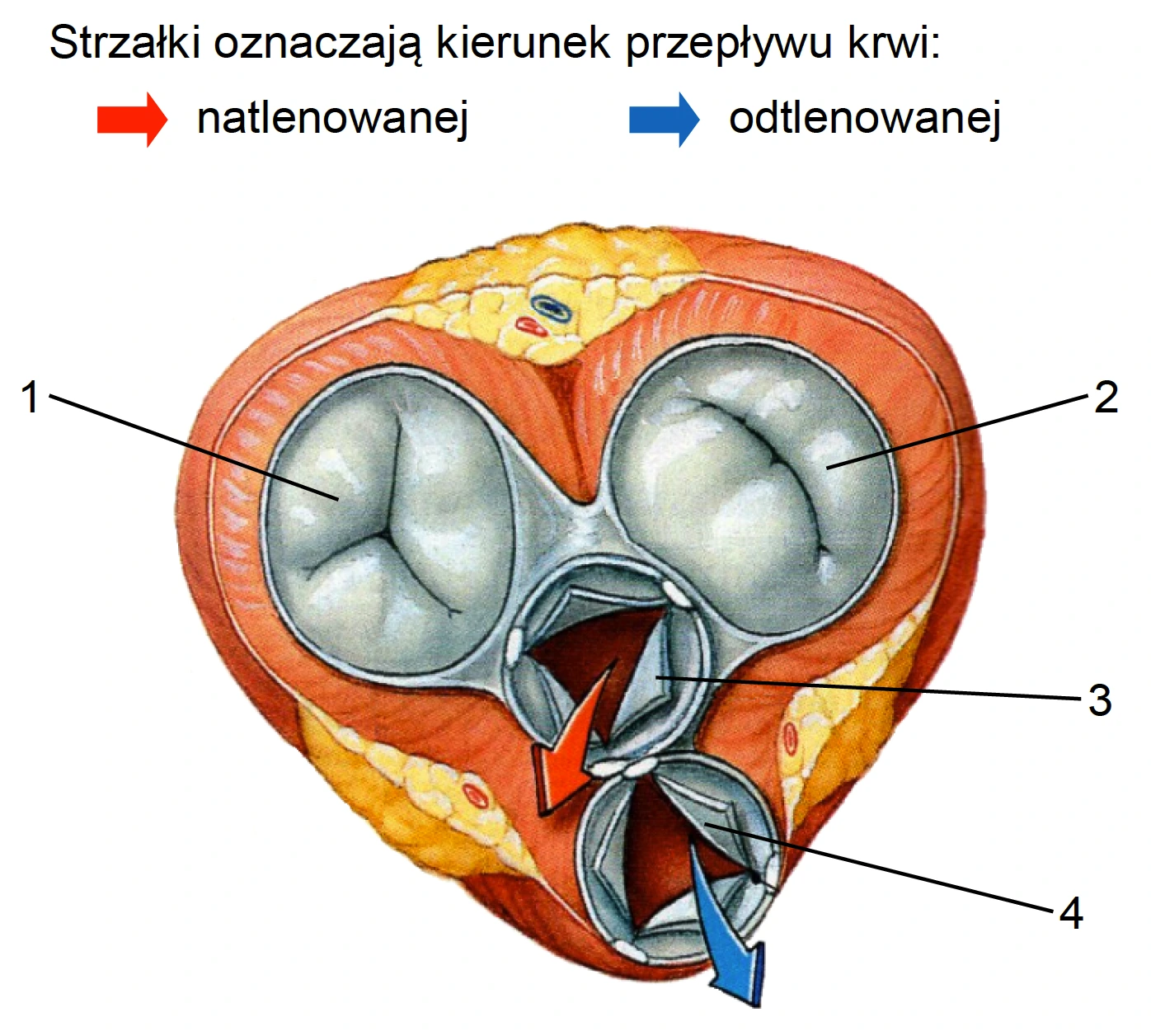 Biologia R, matura 2025 CKE termin dodatkowy — Zadanie 11 (zastawki serca) · Arkusz CKE 5.06.2025 (biologia R); podpis w arkuszu: „Na podstawie: D.U. Silverthorn, Fizjologia człowieka. Zintegrowane podejście, Warszawa 2018" · CKE · dozwolony użytek (art. 27 pr. aut.)