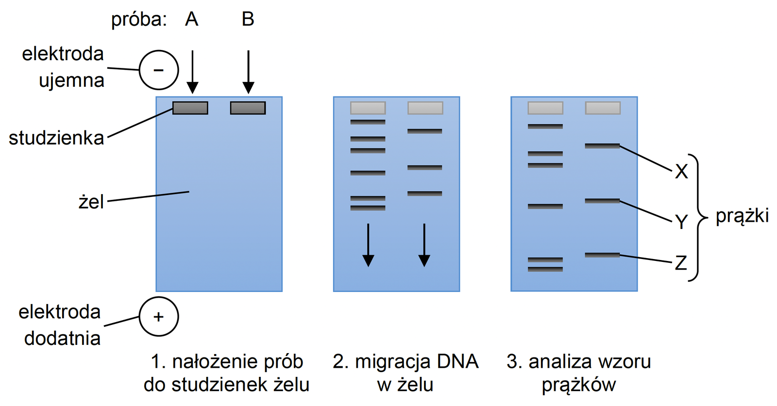 Biologia R, matura 2025 CKE termin dodatkowy — Zadanie 16 (elektroforeza żelowa DNA) · Arkusz CKE 5.06.2025 (biologia R); podpis w arkuszu: „Na podstawie: E. Bártová, Molekulární biologie. Gelová elektroforeza, 2011 (cit.vfu.cz)" · CKE · dozwolony użytek (art. 27 pr. aut.)