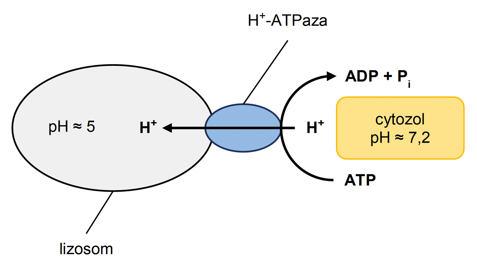 Biologia R, matura 2025 CKE termin dodatkowy — Zadanie 18.4 (H⁺-ATPaza w błonie lizosomu) · Arkusz CKE 5.06.2025 (biologia R); podpis w arkuszu: „Na podstawie: M. Maćkowiak i A. Michalak (red.), Biologia. Jedność i różnorodność, Warszawa 2008" · CKE · dozwolony użytek (art. 27 pr. aut.)