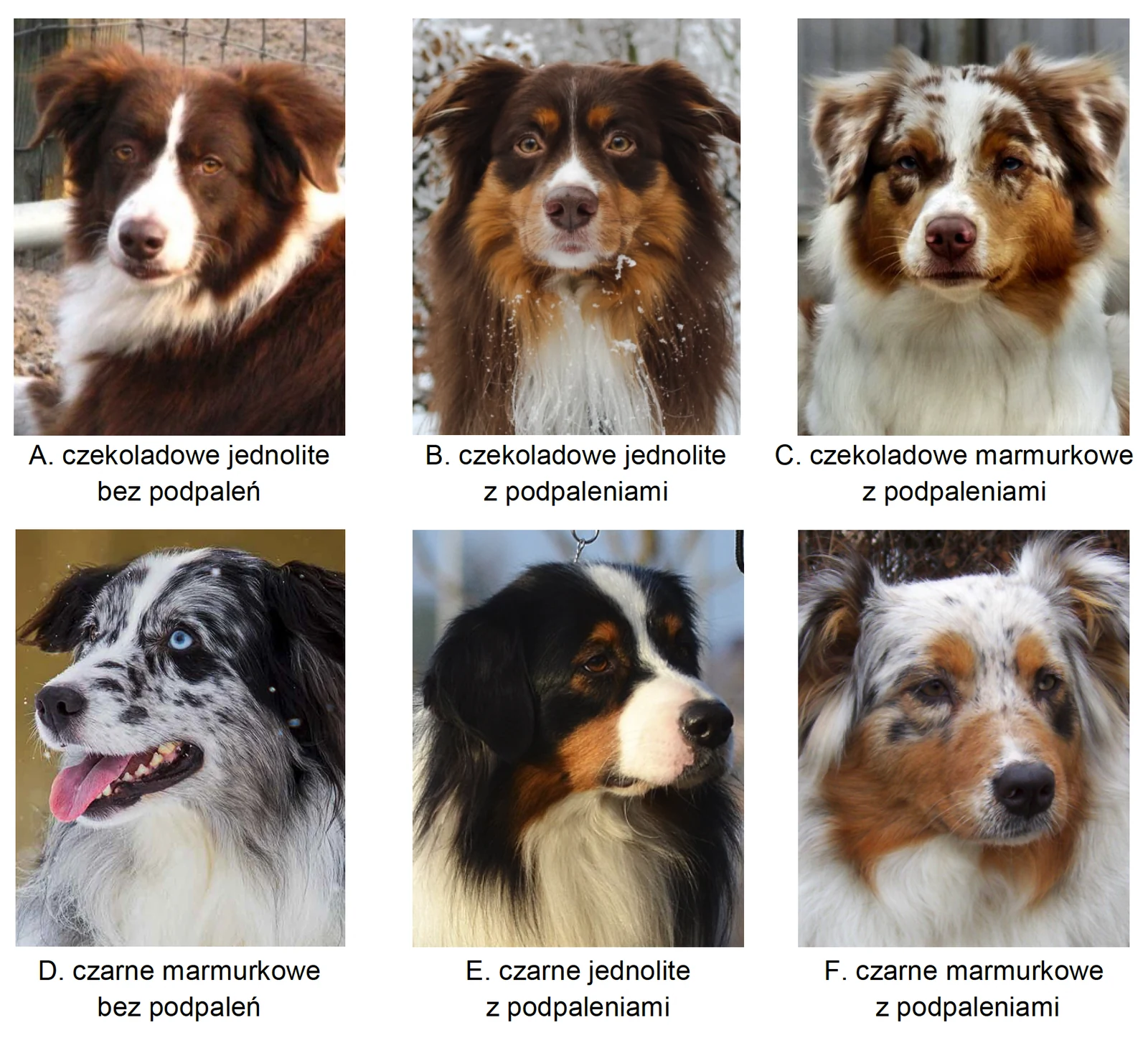 Biologia R, matura 2025 CKE termin dodatkowy — Zadanie 19 (umaszczenie owczarków australijskich) · Arkusz CKE 5.06.2025 (biologia R); podpis w arkuszu: „Na podstawie: Australian Shepherd Health & Genetics Institute, Canine Coat Color Genetics, 2024. Fotografie: A. – M. King; B. – R. Esmati; C. – Naivashu; D. – thehappypuppysite.com; E. – Kelebdil. Hodowla psów rasowych FCI (kelebdil.weebly.com); F. – S. Crowder" · CKE · dozwolony użytek (art. 27 pr. aut.)