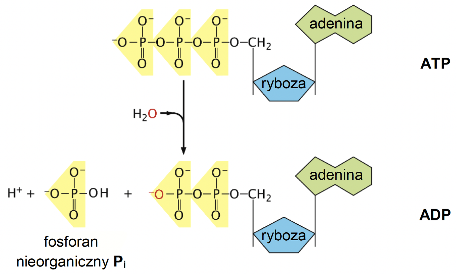 Biologia R, matura 2025 CKE termin dodatkowy — Zadanie 2 (hydroliza ATP) · Arkusz CKE 5.06.2025 (biologia R); podpis w arkuszu: „Na podstawie: B. Alberts i in., Molecular Biology of the Cell, Nowy Jork i Abingdon 2007" · CKE · dozwolony użytek (art. 27 pr. aut.)