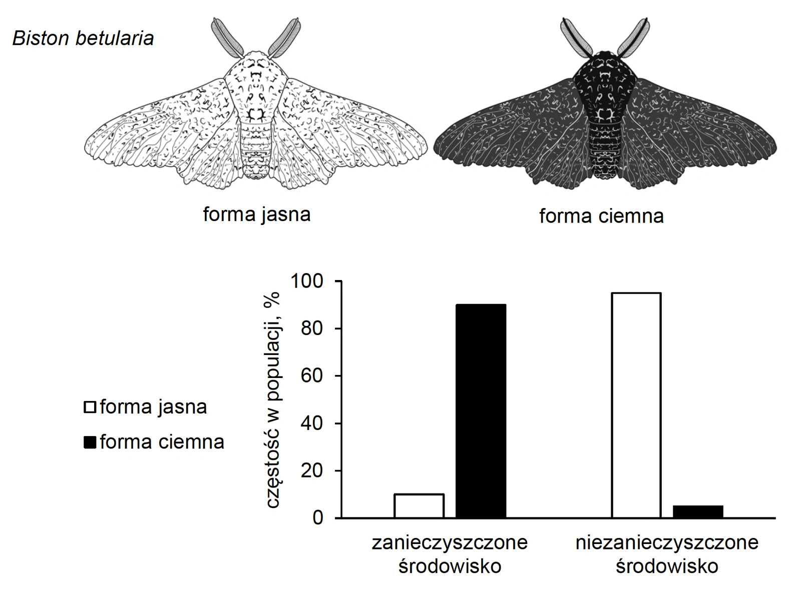 Biologia R, matura 2025 CKE termin dodatkowy — Zadanie 20 (krępak nabrzozak) · Arkusz CKE 5.06.2025 (biologia R); podpis w arkuszu: „Na podstawie: C.J. Clegg, Biology for the IB Diploma, Londyn 2014" · CKE · dozwolony użytek (art. 27 pr. aut.)