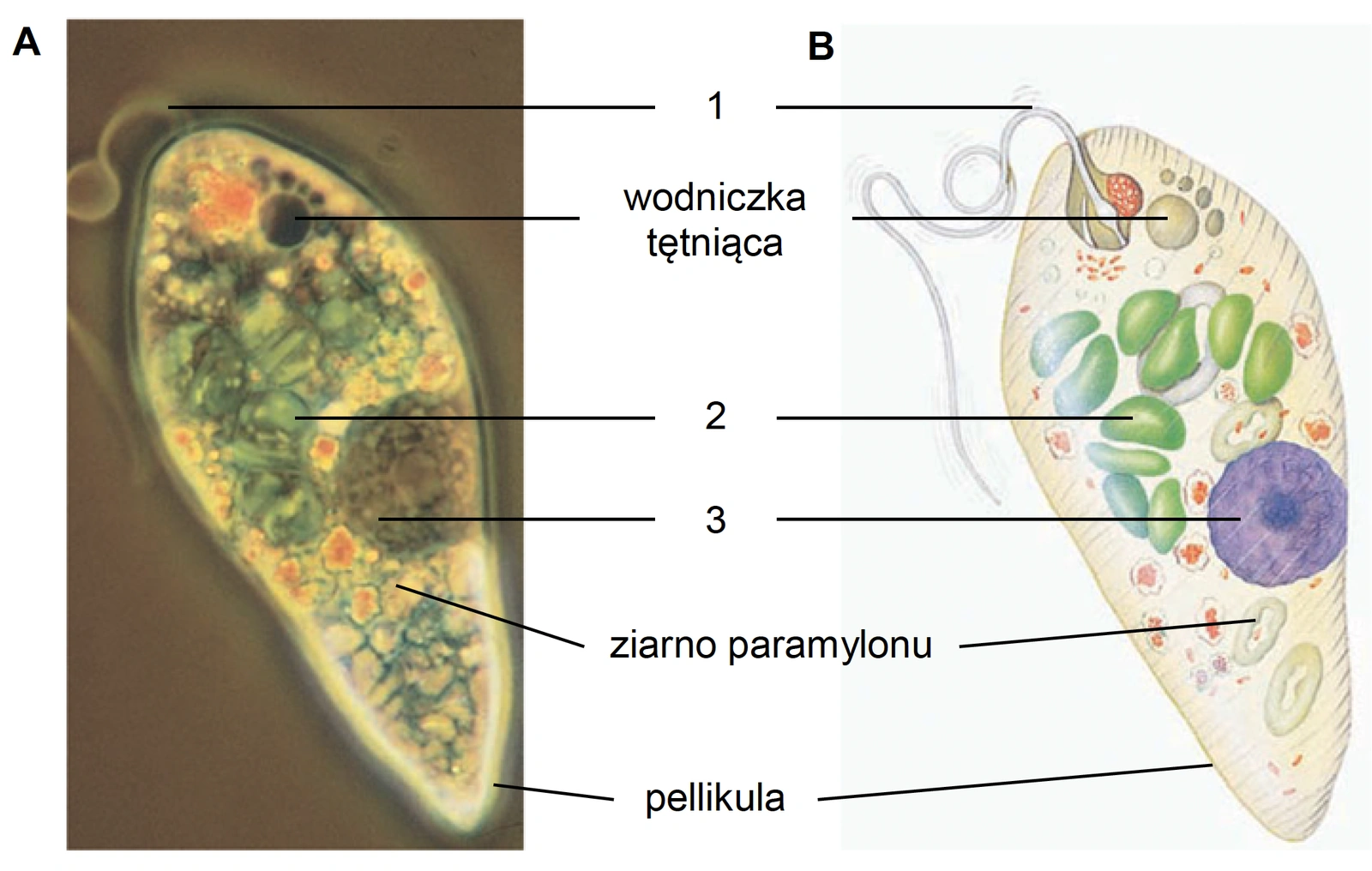 Biologia R, matura 2025 CKE termin dodatkowy — Zadanie 5 (euglena) · Arkusz CKE 5.06.2025 (biologia R); podpis w arkuszu: „Na podstawie: E.P. Solomon i in., Biologia, Warszawa 2014. Fotografia i rysunek: Biophoto Associates/Photo Researchers, Inc." · CKE · dozwolony użytek (art. 27 pr. aut.)