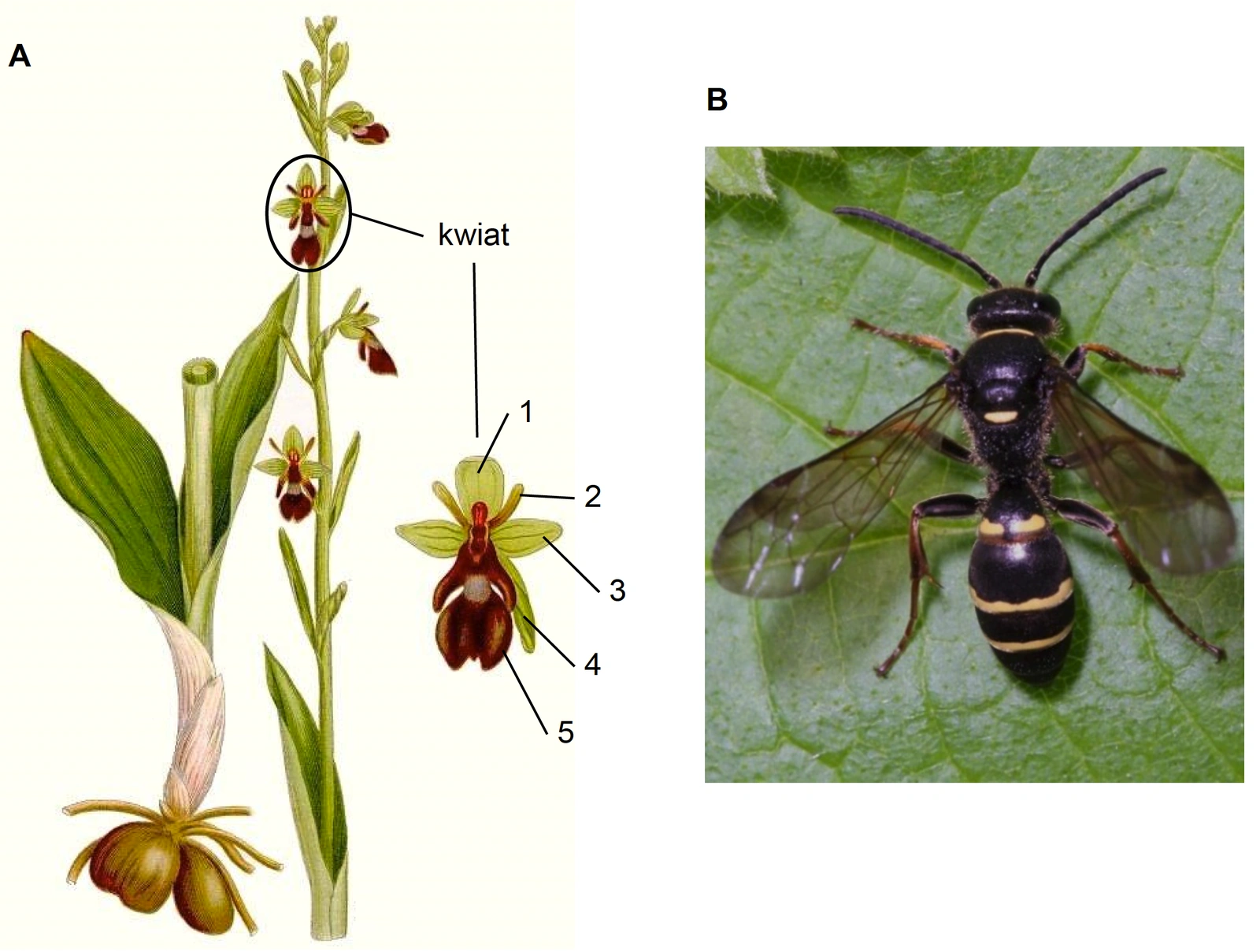 Biologia R, matura 2025 CKE termin dodatkowy — Zadanie 6 (dwulistnik muszy, niestylak) · Arkusz CKE 5.06.2025 (biologia R); podpis w arkuszu: „Rysunek: C.A.M. Lindman, Bilder ur Nordens Flora, Sztokholm 1917–1926. Fotografia: I. Tew, Bees Wasps & Ants Recording Society, 2020" · CKE · dozwolony użytek (art. 27 pr. aut.)