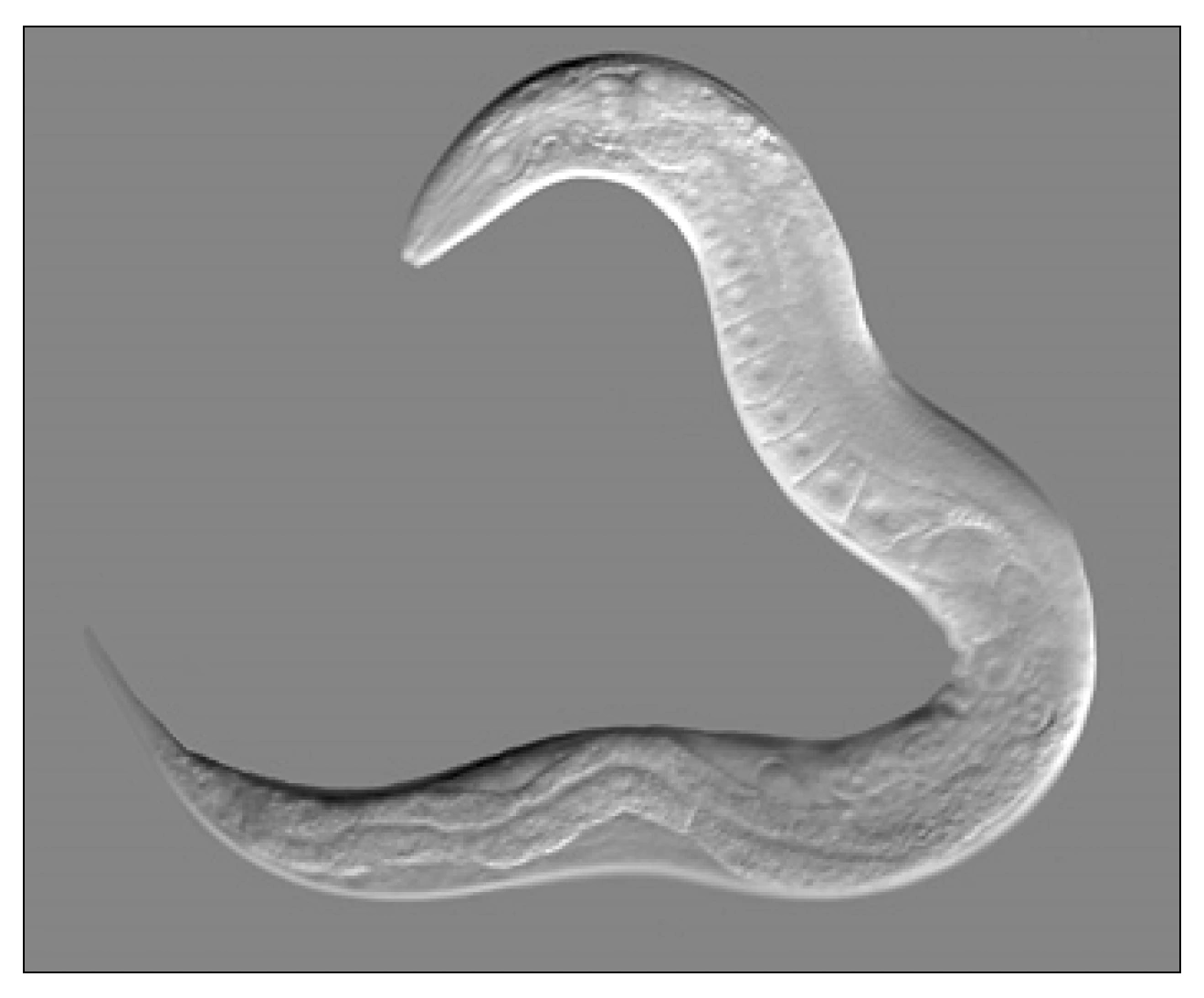 Biologia R, matura 2025 CKE termin dodatkowy — Zadanie 8 (nicień C. elegans) · Arkusz CKE 5.06.2025 (biologia R); podpis w arkuszu: „Na podstawie: C. Błaszak (red.), Zoologia. Bezkręgowce, t. 1, cz. 1, Warszawa 2014. Fotografia: B. Goldstein" · CKE · dozwolony użytek (art. 27 pr. aut.)