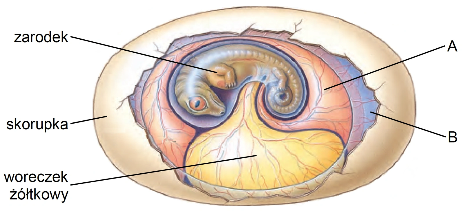 Biologia R, matura 2025 CKE termin dodatkowy — Zadanie 9 (błony płodowe owodniowca) · Arkusz CKE 5.06.2025 (biologia R); podpis w arkuszu: „Na podstawie: C.P. Hickman Jr., Integrated Principles of Zoology, Nowy Jork 2001" · CKE · dozwolony użytek (art. 27 pr. aut.)