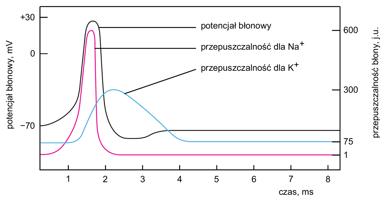 Biologia R, matura 2026 CKE (maj) — Zadanie 11 (wykres potencjału czynnościowego) · Arkusz CKE maj 2026; podpis: „Na podstawie: D.D. Chiras, Human Biology, Burlington 2019" · CKE · dozwolony użytek (art. 27 pr. aut.)