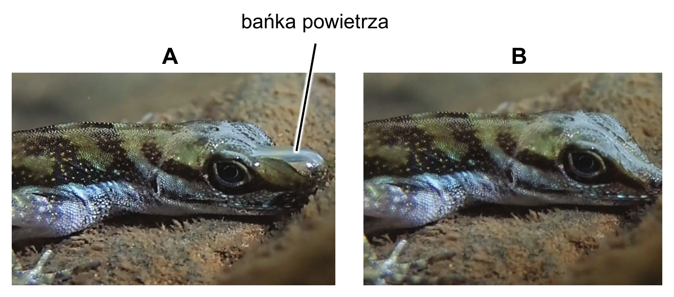 Biologia R, matura 2026 CKE (maj) — Zadanie 13 (zdjęcia Anolis aquaticus, bańka) · Arkusz CKE maj 2026; podpis: „Na podstawie: C.K. Boccia i in., Repeated Evolution of Underwater Rebreathing in Diving Anolis Lizards, Current Biology 31(13), 2021" · CKE · dozwolony użytek (art. 27 pr. aut.)