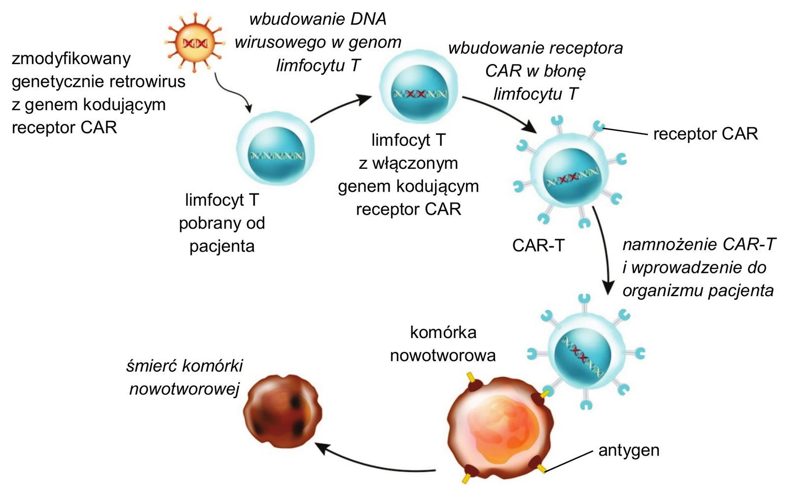 Biologia R, matura 2026 CKE (maj) — Zadanie 14 (schemat terapii CAR-T) · Arkusz CKE maj 2026; podpis: „Na podstawie: National Cancer Institute, CAR T Cells…, 2025. Schemat: cytologicsbio.com" · CKE · dozwolony użytek (art. 27 pr. aut.)