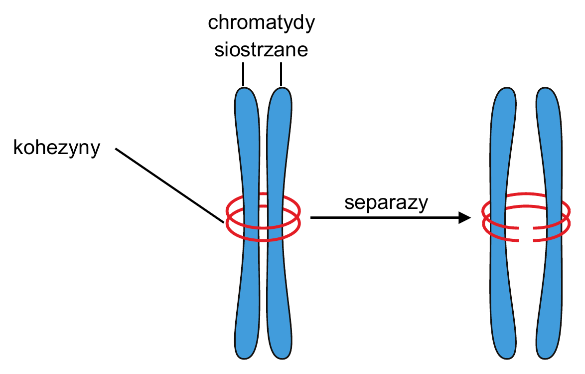Biologia R, matura 2026 CKE (maj) — Zadanie 17 (kohezyny / chromatydy w mitozie) · Arkusz CKE maj 2026; podpis: „Na podstawie: D.E. Sadava i in., Life: The Science of Biology, Sunderland 2011" · CKE · dozwolony użytek (art. 27 pr. aut.)