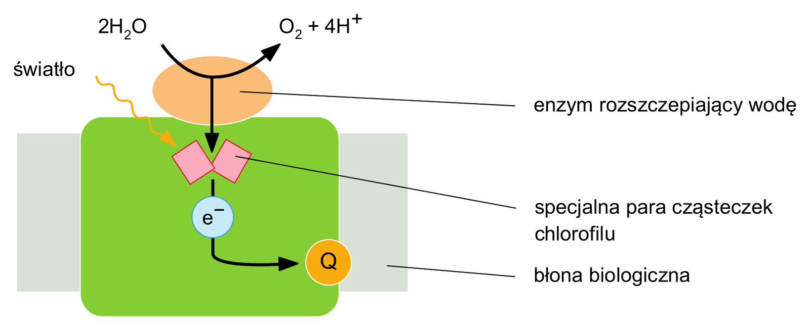 Biologia R, matura 2026 CKE (maj, MBIP-R0_100) — Zadanie 2 (centrum reakcji PS II) · Arkusz CKE maj 2026; podpis: „Na podstawie: B. Alberts i in., Podstawy biologii komórki, Warszawa 2019" · CKE · dozwolony użytek (art. 27 pr. aut.)