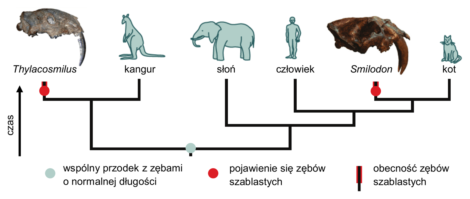Biologia R, matura 2026 CKE (maj) — Zadanie 20 (drzewo filogenetyczne Thylacosmilus/Smilodon) · Arkusz CKE maj 2026; podpis: „Na podstawie: University of California Museum of Paleontology, Understanding Evolution (evolution.berkeley.edu)" · CKE · dozwolony użytek (art. 27 pr. aut.)