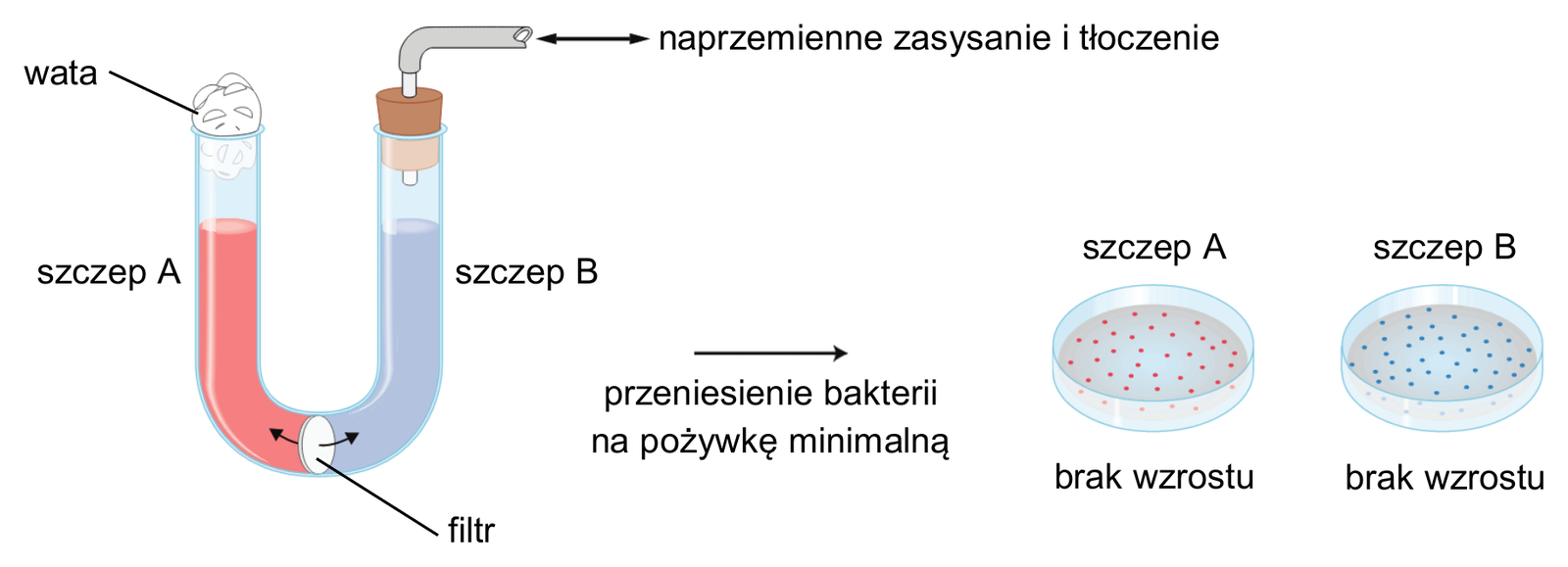 Biologia R, matura 2026 CKE (maj) — Zadanie 3 (doświadczenie Davisa, U-rurka) · Arkusz CKE maj 2026; podpis: „Na podstawie: A.J.F. Griffiths i in., Introduction to Genetic Analysis, Nowy Jork 2004" · CKE · dozwolony użytek (art. 27 pr. aut.)