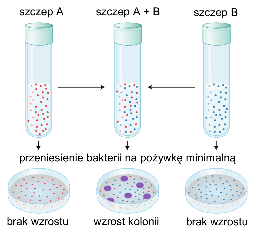 Biologia R, matura 2026 CKE (maj) — Zadanie 3 (doświadczenie Lederberga i Tatuma) · Arkusz CKE maj 2026; podpis: „Na podstawie: A.J.F. Griffiths i in., Introduction to Genetic Analysis, Nowy Jork 2004" · CKE · dozwolony użytek (art. 27 pr. aut.)