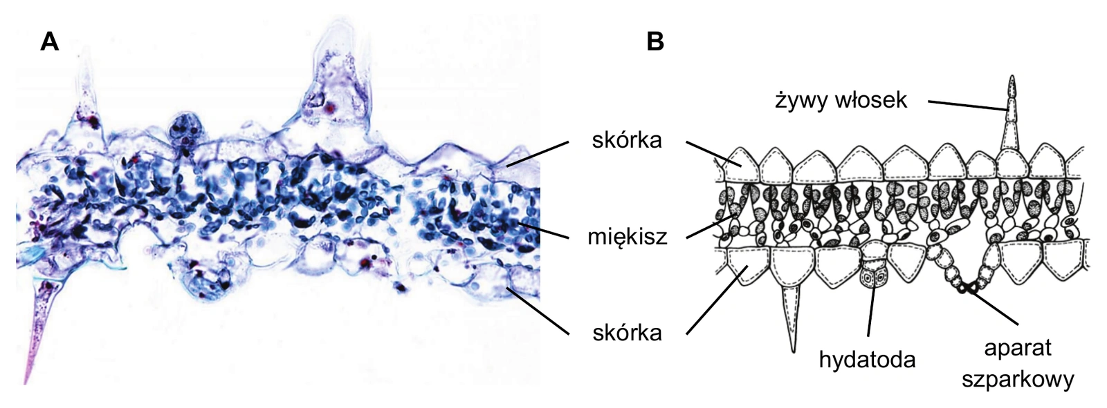 Biologia R, matura 2026 CKE (maj) — Zadanie 5 (liść higrofitu Ruellia, A+B) · Arkusz CKE maj 2026; podpis: „Na podstawie: D. Richter i in., Przystosowanie roślin do środowiska, Wrocław 2020. Fotografia: E. Rinne (CC BY-NC 4.0). Schemat: A. Szweykowska i J. Szweykowski, Botanika, Warszawa 2003" · CKE · dozwolony użytek (art. 27 pr. aut.)