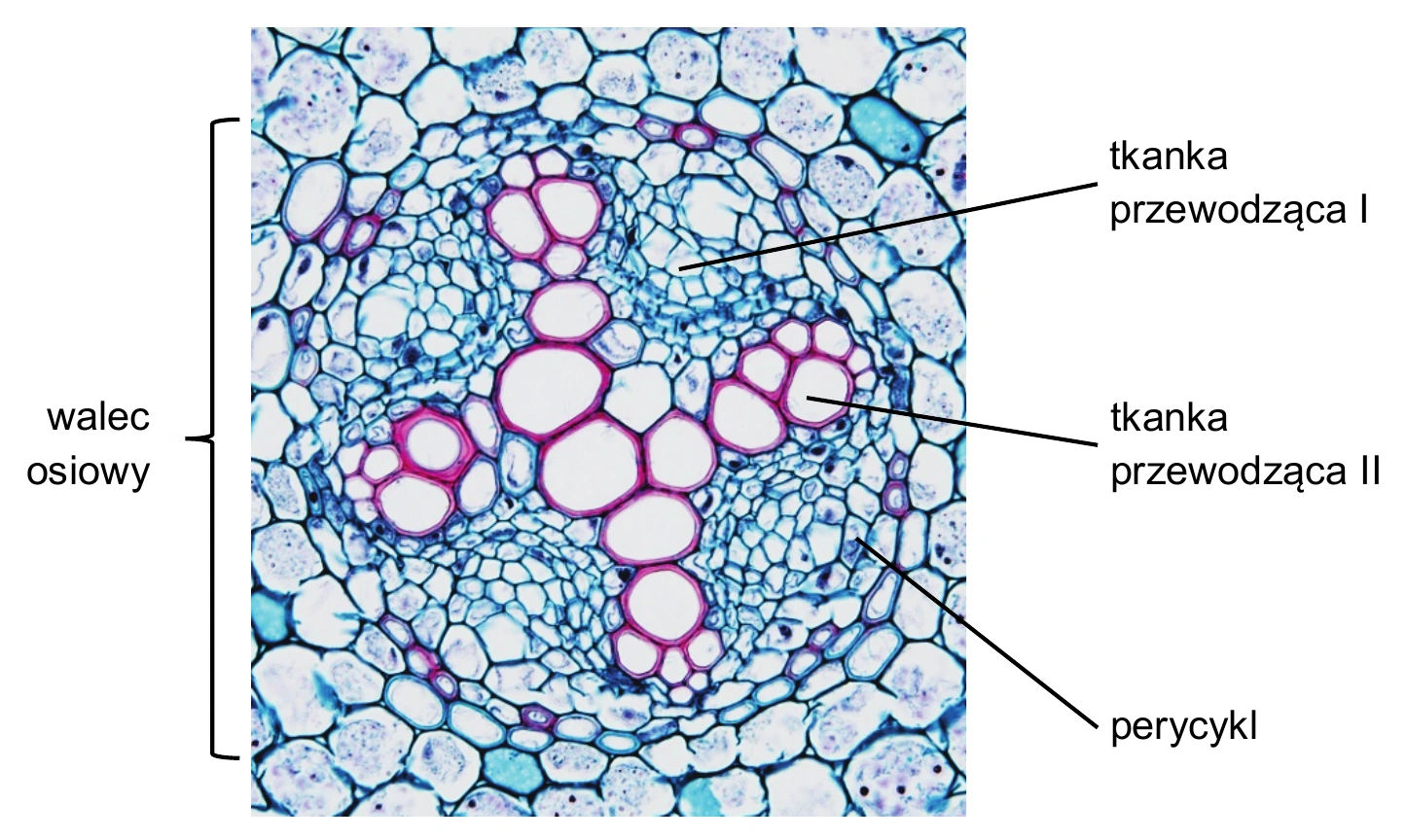 Biologia R, matura 2026 CKE (maj) — Zadanie 7 (przekrój poprzeczny organu roślinnego) · Arkusz CKE maj 2026; podpis: „Na podstawie: P.J. Schulte, Atlas of Plant Anatomy (schulte.faculty.unlv.edu)" · CKE · dozwolony użytek (art. 27 pr. aut.)
