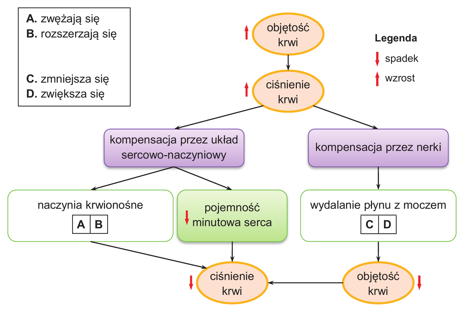 Biologia R, matura 2026 CKE termin dodatkowy — Zadanie 10.1 (schemat regulacji ciśnienia krwi) · Arkusz CKE czerwiec 2026; podpis: „Na podstawie: D.U. Silverthorn (red.), Fizjologia człowieka…, Warszawa 2021" · CKE · dozwolony użytek (art. 27 pr. aut.)