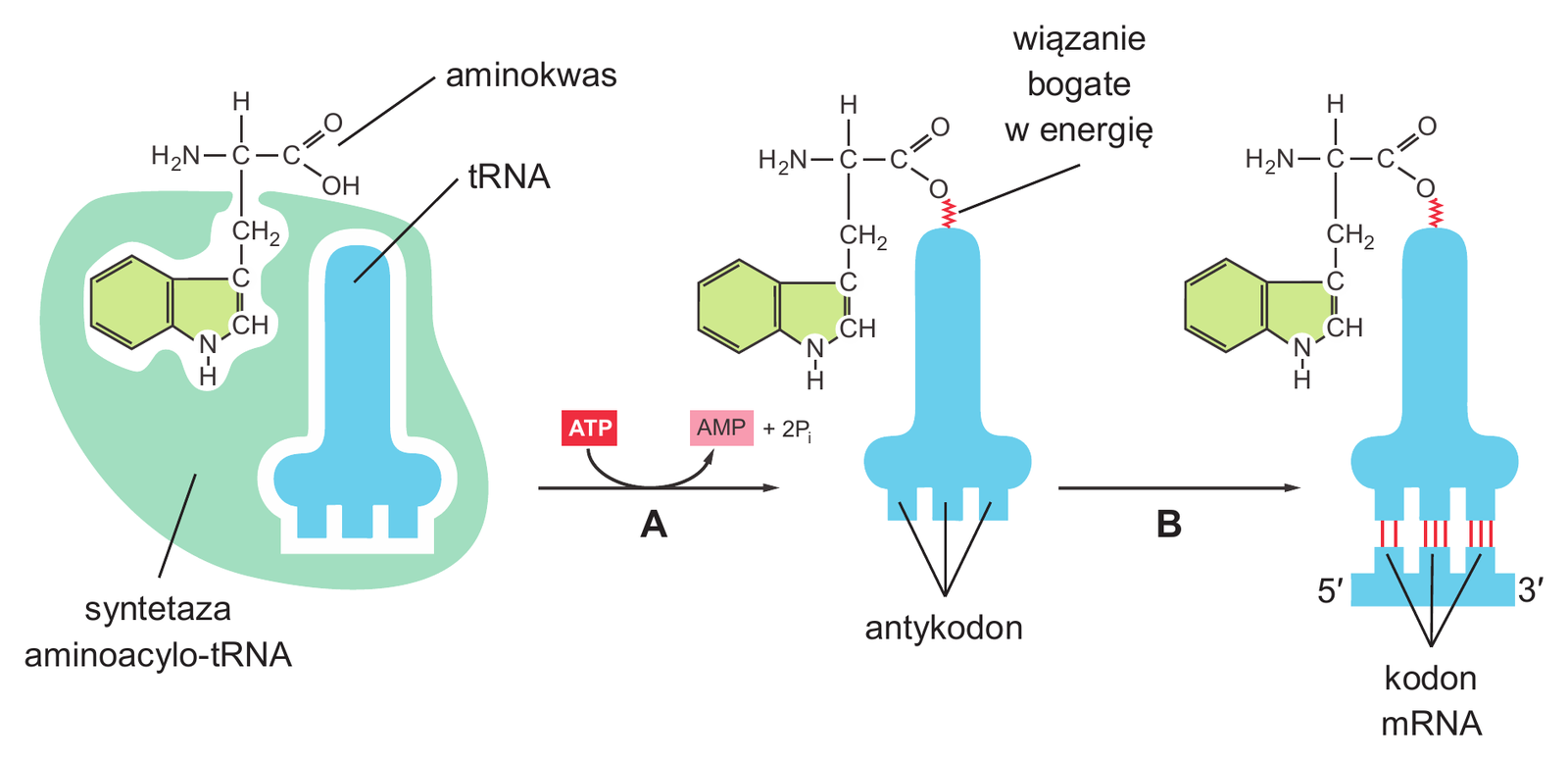Biologia R, matura 2026 CKE termin dodatkowy — Zadanie 13 (synteza aminoacylo-tRNA) · Arkusz CKE czerwiec 2026; podpis: „Na podstawie: B. Alberts i in., Podstawy biologii komórki, Warszawa 1999" · CKE · dozwolony użytek (art. 27 pr. aut.)