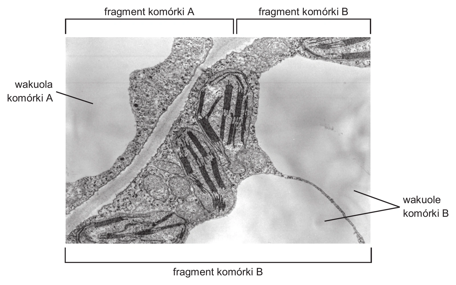 Biologia R, matura 2026 CKE termin dodatkowy — Zadanie 2 (TEM komórki roślinne A/B) · Arkusz CKE czerwiec 2026; podpis: „Na podstawie: B. Alberts i in., Podstawy biologii komórki, Warszawa 1999" · CKE · dozwolony użytek (art. 27 pr. aut.)