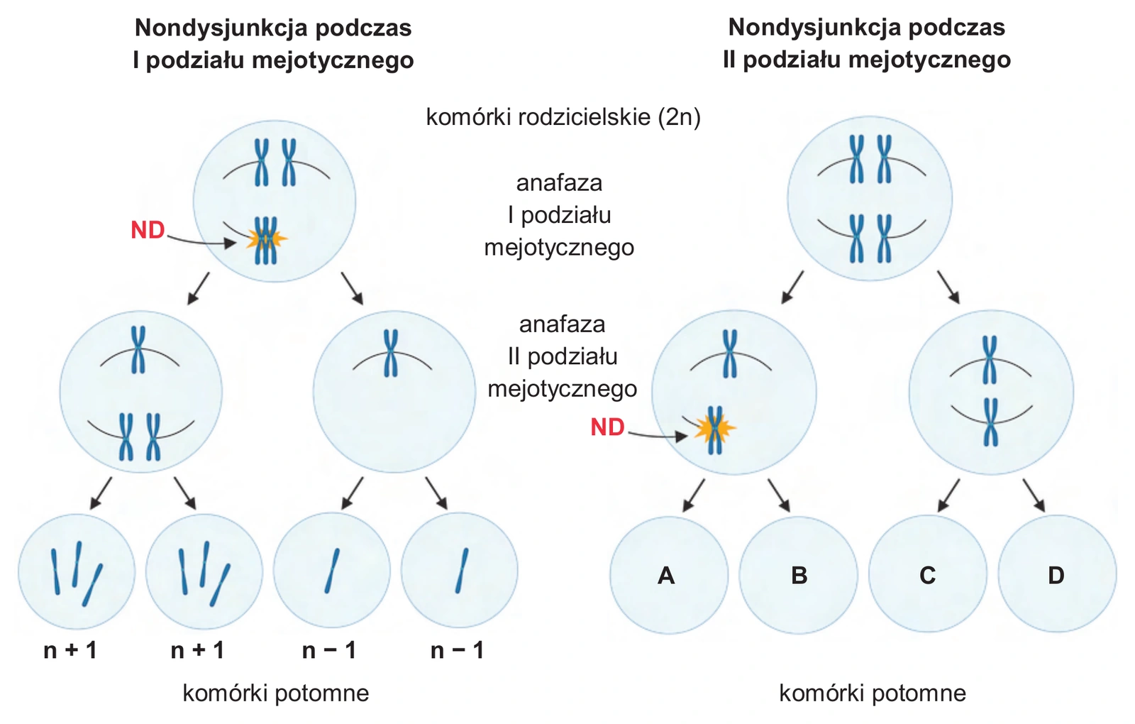 Biologia R, matura 2026 CKE termin dodatkowy — Zadanie 3 (nondysjunkcja w mejozie I/II) · Arkusz CKE czerwiec 2026; podpis: „Na podstawie: Aneuploidia i nondysjunkcja… (pl.khanacademy.org)" · CKE · dozwolony użytek (art. 27 pr. aut.)