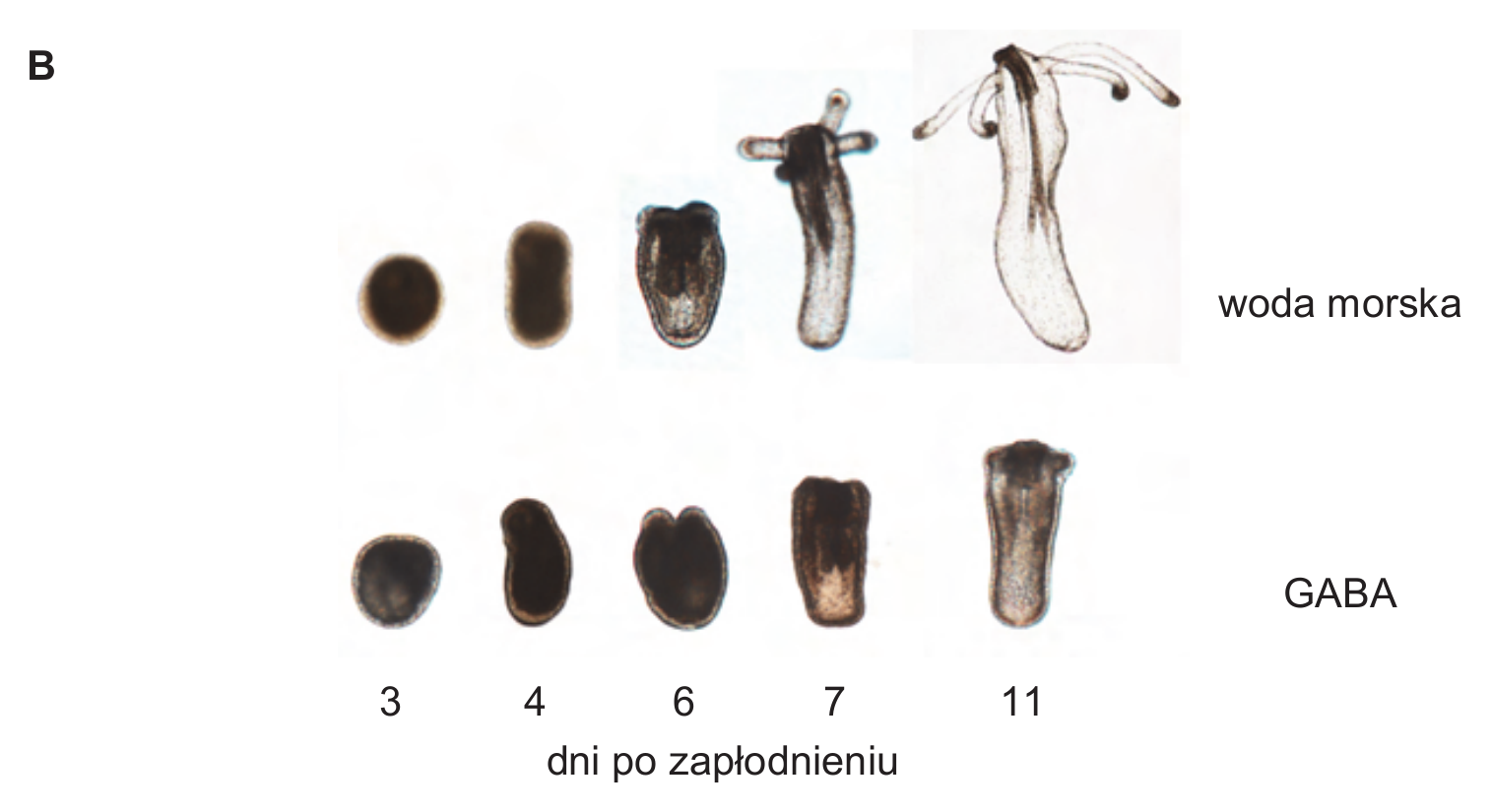 Biologia R, matura 2026 CKE termin dodatkowy — Zadanie 9 B (formy N. vectensis po zapłodnieniu) · Arkusz CKE czerwiec 2026; jak `bio-r-2026cz-z9-wykres.webp` · CKE · dozwolony użytek (art. 27 pr. aut.)