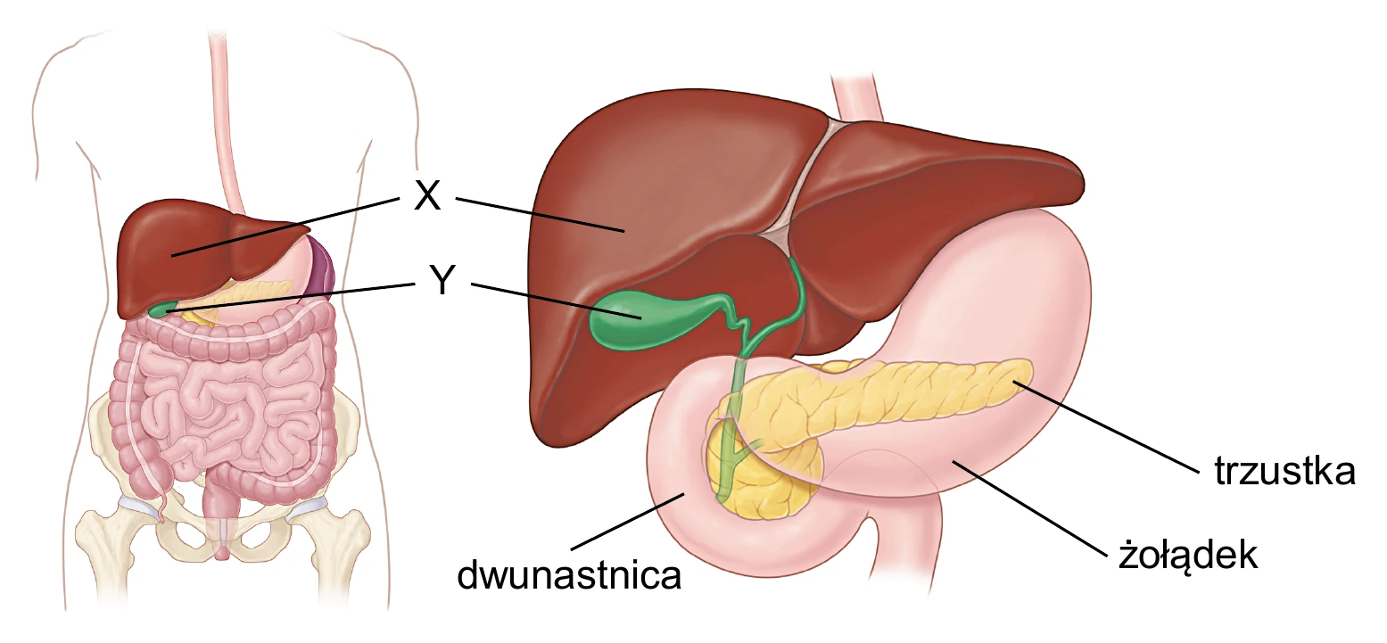 Biologia, poziom rozszerzony, matura próbna styczeń 2026 CKE — Zadanie 10 · Arkusz CKE styczeń 2026 (biologia R) · CKE · dozwolony użytek (art. 27 pr. aut.)
