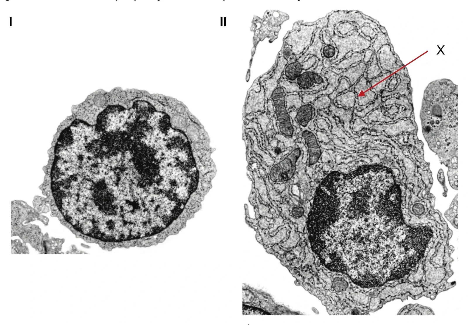 Biologia, poziom rozszerzony, matura próbna styczeń 2026 CKE — Zadanie 14 · Arkusz CKE styczeń 2026 (biologia R) · CKE · dozwolony użytek (art. 27 pr. aut.)
